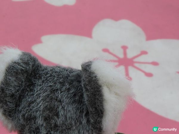 漫遊香港 - 東涌櫻花海岸 相集