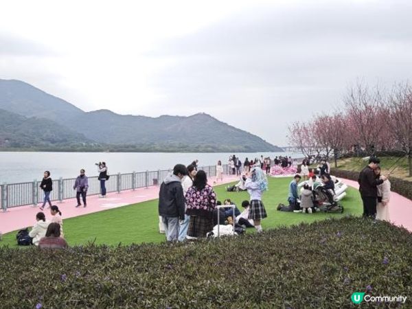 漫遊香港 - 東涌櫻花海岸 相集