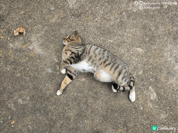 【中國鐵路】低調的省份：江西。深圳高鐵3小時香港人短途旅行新選擇🧚在贛州深山避世，丫山旅遊度假區5大景點+玻璃棧道+擼貓｜momojoejoe 4K VLOG