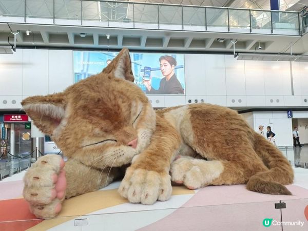 巨型貓咪駕到！🐈 📸