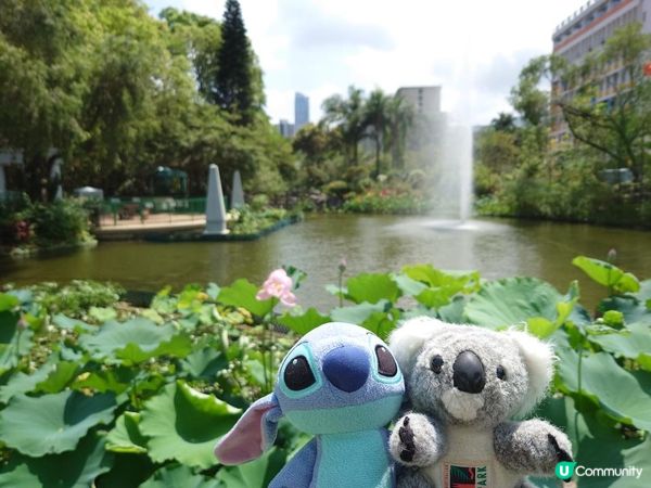 跟住Travel Buddy本地遊 - 荃灣 城門谷公園 賞花