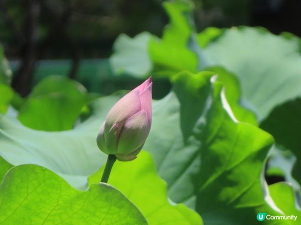 跟住Travel Buddy本地遊 - 荃灣 城門谷公園 賞花