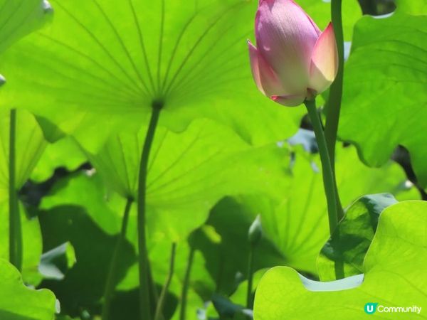 跟住Travel Buddy本地遊 - 荃灣 城門谷公園 賞花