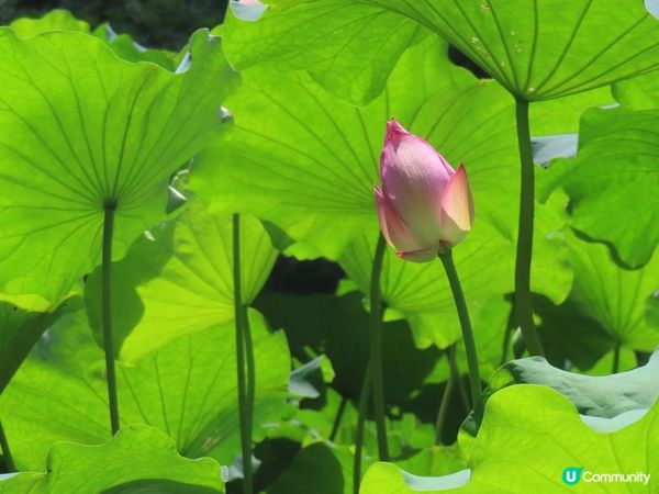 跟住Travel Buddy本地遊 - 荃灣 城門谷公園 賞花