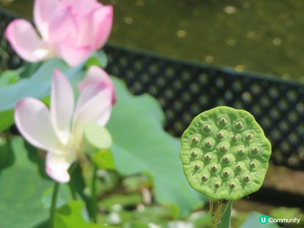 跟住Travel Buddy本地遊 - 荃灣 城門谷公園 賞花