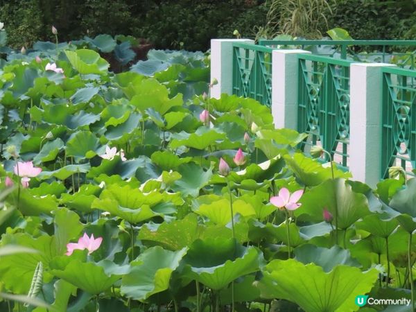 跟住Travel Buddy本地遊 - 荃灣 城門谷公園 賞花
