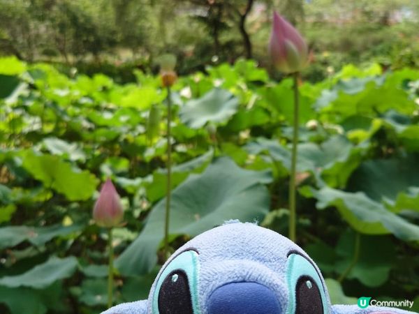 跟住Travel Buddy本地遊 - 荃灣 城門谷公園 賞花