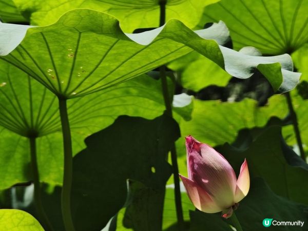 跟住Travel Buddy本地遊 - 荃灣 城門谷公園 賞花