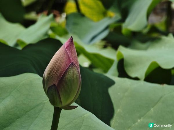跟住Travel Buddy本地遊 - 荃灣 城門谷公園 賞花