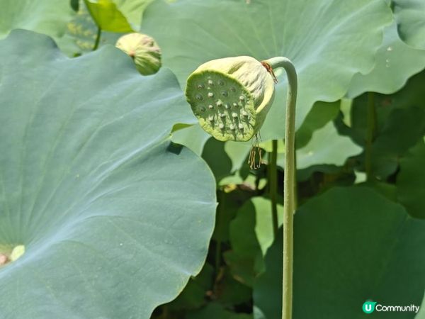 跟住Travel Buddy本地遊 - 荃灣 城門谷公園 賞花