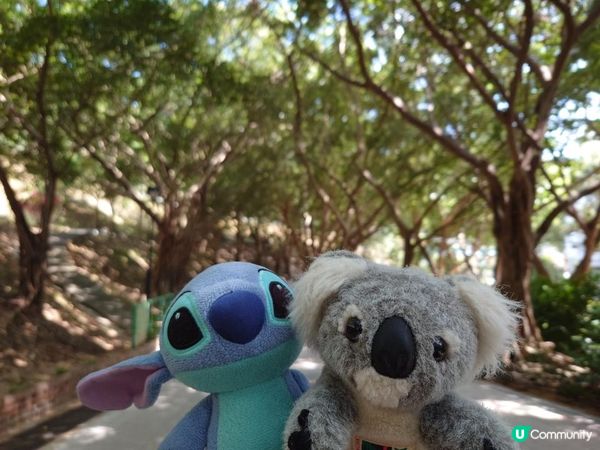 跟住Travel Buddy本地遊 - 荃灣 城門谷公園 賞花