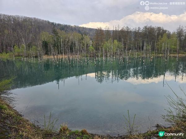 【北海道自由行】淡季沒有花的美瑛還美嗎？《飢餓遊戲》迷霧青池+不動瀑布🤩充滿人情味﹑有超稀有美瑛和牛的燒肉店！北海道美瑛美食賞櫻實測🌸日本東極追櫻之旅EP6｜日本4KVLOG
