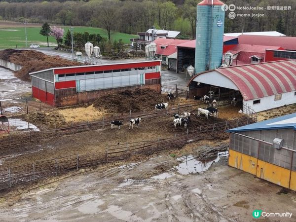 【北海道自由行】牧場風光：北見市面積=香川縣¾🐄薄荷產量曾佔全球70%？AEON的小樽なると屋 + 阿寒湖溫泉街實況｜隱世弟子屈町蝦美食推薦🌸日本東極追櫻之旅EP8｜日本4KVLOG