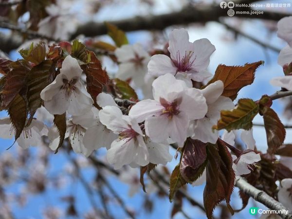 【北海道自由行】道東千萬別錯過的5大精華絕景✨$800青年旅館開箱🏚️屈斜路湖免費露天溫泉 + 砂湯自己挖溫泉♨️ 硫磺山 + 摩周湖｜北海道自駕景點推薦🌸日本東極追櫻之旅EP9｜日本4K VLO