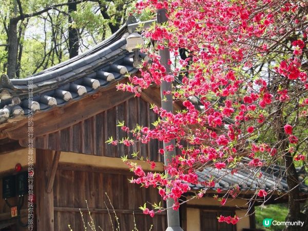 2023韓國慶州兩天行程規劃分享02: 良洞村及佛國寺