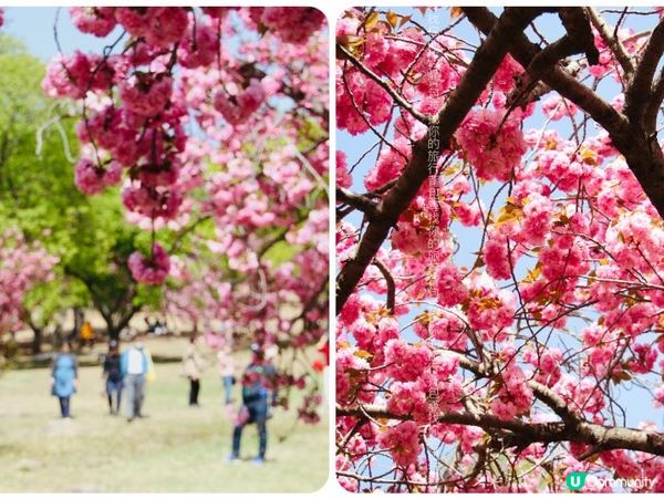2023韓國慶州兩天行程規劃分享02: 良洞村及佛國寺