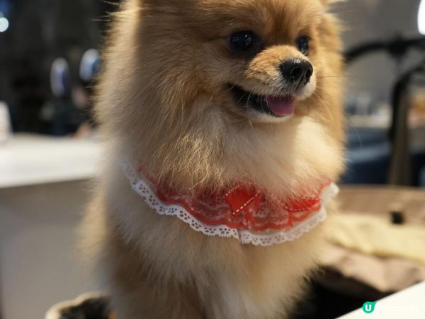 終於朝聖聽說已久的金色三麥