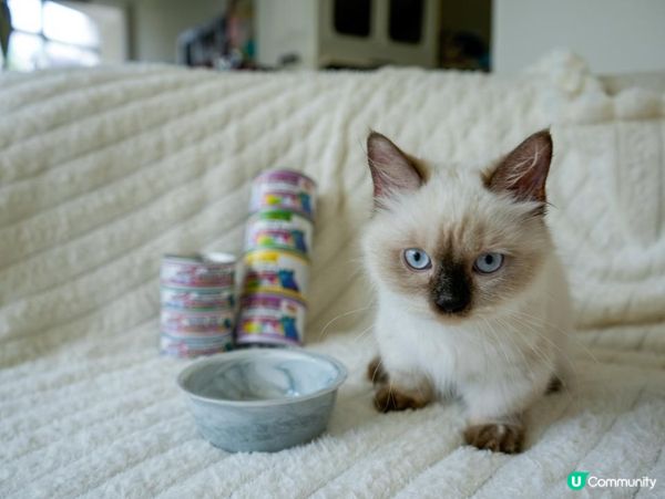 PURRFACT 波菲特貓用主食罐｜