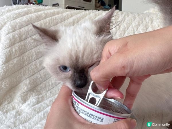 PURRFACT 波菲特貓用主食罐｜