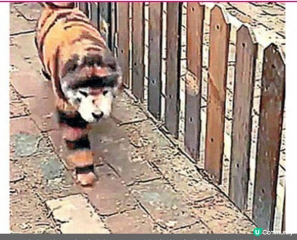 另類「老虎狗」