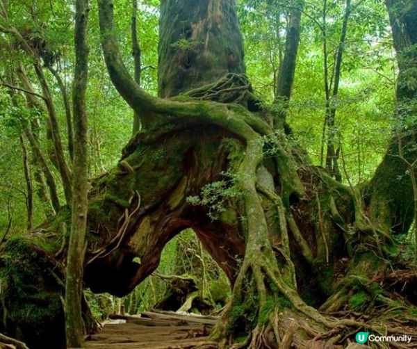 別轉錦鯉了！ 來看看日本這些有名的power spot吧