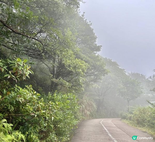 大帽山 半天遊｜端記茶樓｜狗尾草田｜貓貓壁畫屋