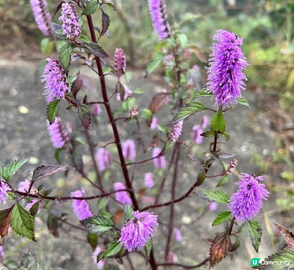 大帽山 半天遊｜端記茶樓｜狗尾草田｜貓貓壁畫屋