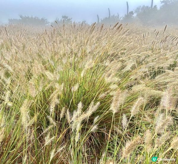 大帽山 半天遊｜端記茶樓｜狗尾草田｜貓貓壁畫屋