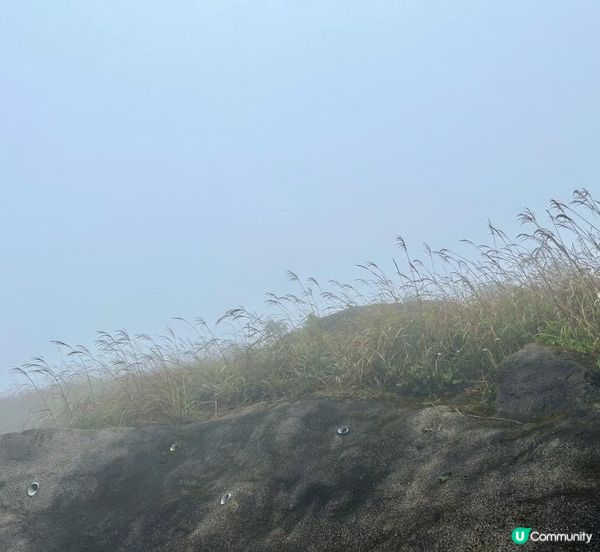 大帽山 半天遊｜端記茶樓｜狗尾草田｜貓貓壁畫屋
