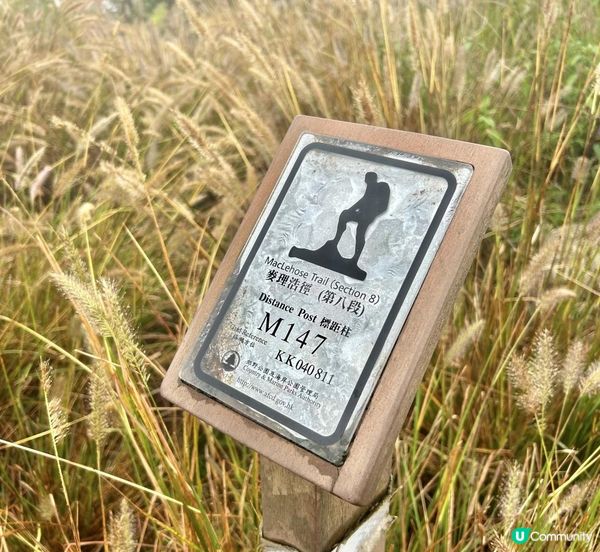 大帽山 半天遊｜端記茶樓｜狗尾草田｜貓貓壁畫屋