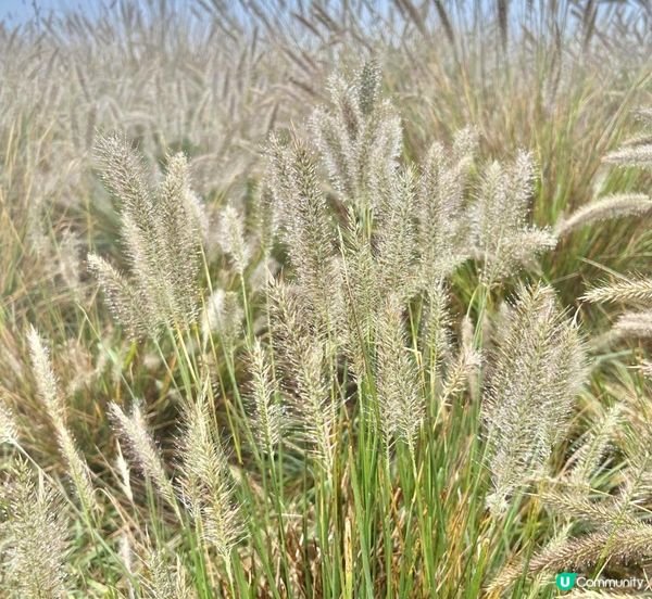 大帽山 半天遊｜端記茶樓｜狗尾草田｜貓貓壁畫屋