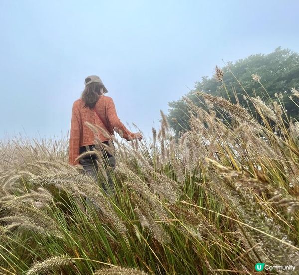 大帽山 半天遊｜端記茶樓｜狗尾草田｜貓貓壁畫屋