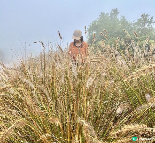 大帽山 半天遊｜端記茶樓｜狗尾草田｜貓貓壁畫屋