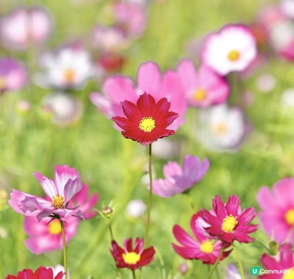 信芯園農莊｜夢幻粉色花海 🌸🌼 場內設有多個特色打卡位 📸