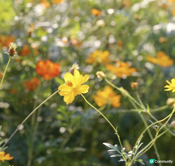 信芯園農莊｜夢幻粉色花海 🌸🌼 場內設有多個特色打卡位 📸