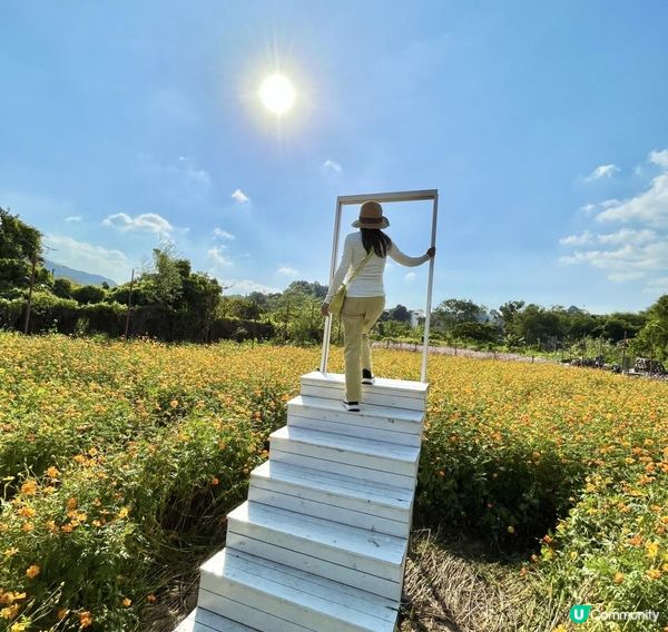 信芯園農莊｜夢幻粉色花海 🌸🌼 場內設有多個特色打卡位 📸