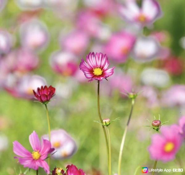 信芯園農莊｜夢幻粉色花海 🌸🌼 場內設有多個特色打卡位 📸