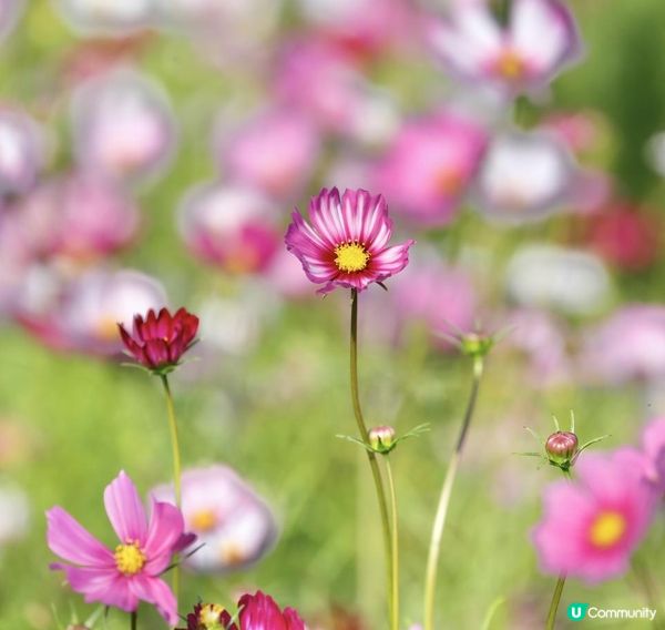 信芯園農莊｜夢幻粉色花海 🌸🌼 場內設有多個特色打卡位 📸