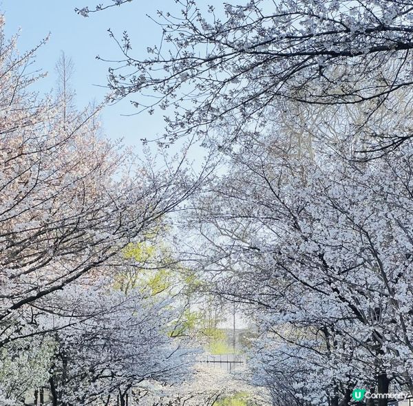 [🌸2023南京城牆櫻花節🌸]