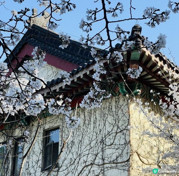 [🌸2023南京城牆櫻花節🌸]