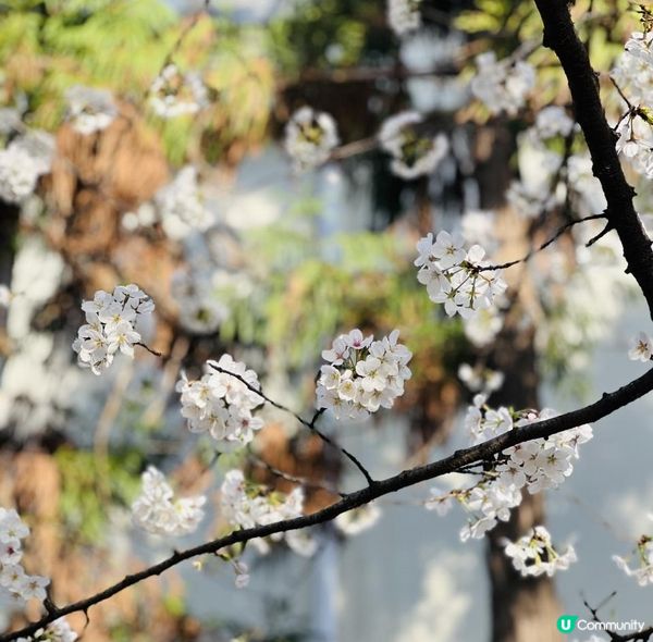 [🌸2023南京城牆櫻花節🌸]