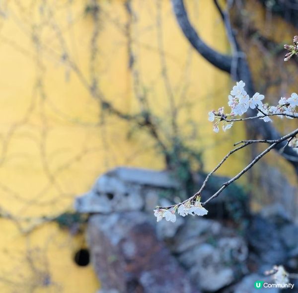 [🌸2023南京城牆櫻花節🌸]