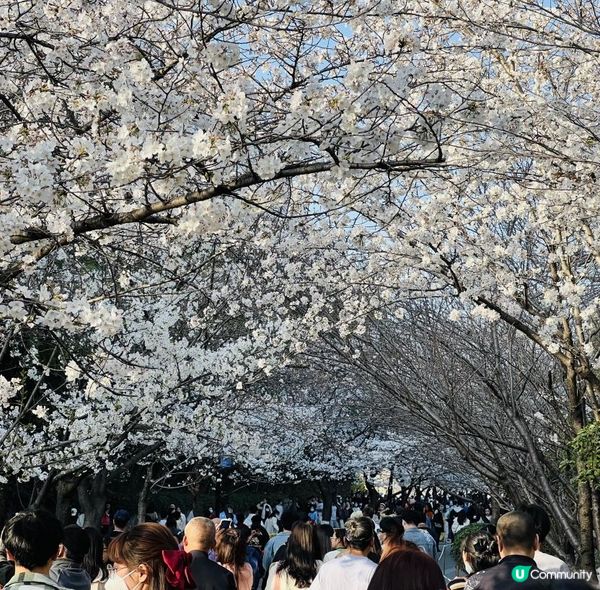 [🌸2023南京城牆櫻花節🌸]