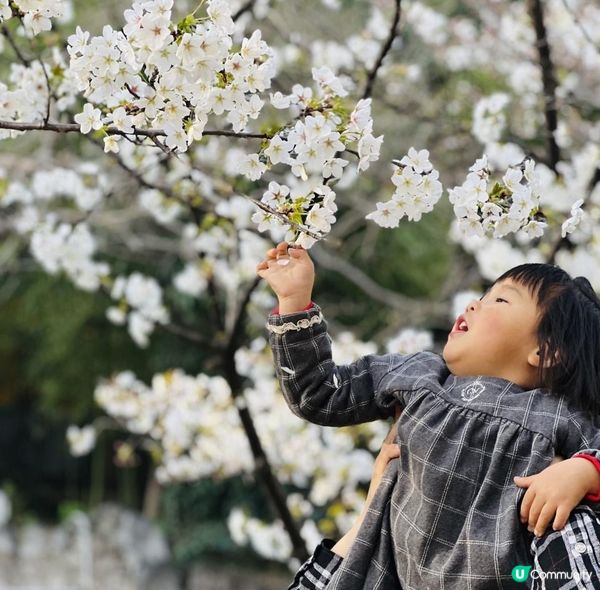 [🌸2023南京城牆櫻花節🌸]