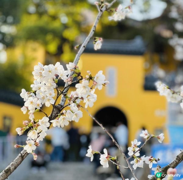 [🌸2023南京城牆櫻花節🌸]