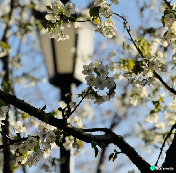 [🌸2023南京城牆櫻花節🌸]