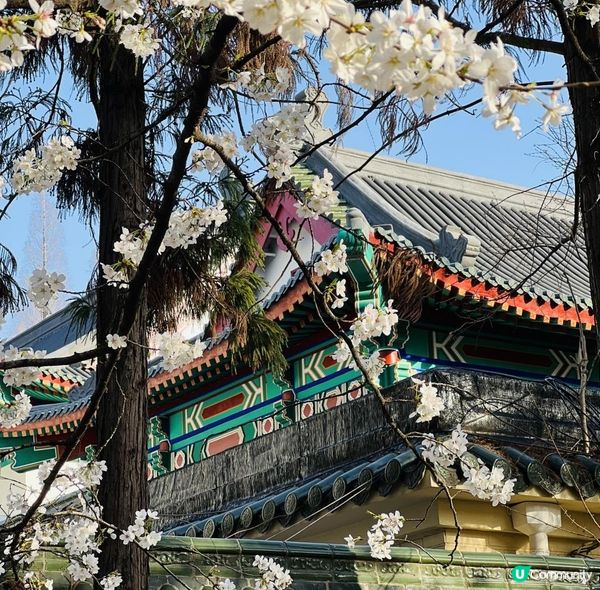 [🌸2023南京城牆櫻花節🌸]