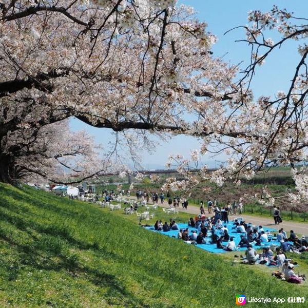 想計劃賞櫻の旅? 如何揀日子?分享一下上年經驗給大家參考