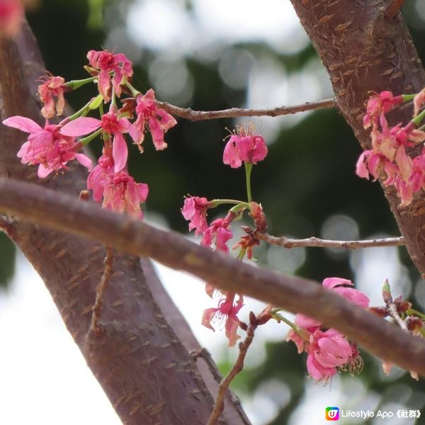 漫遊香港 - 天水圍公園散策 賞花相集