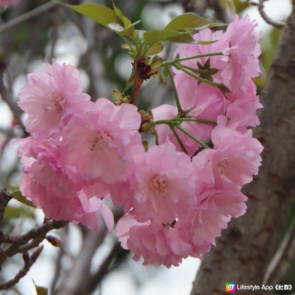 漫遊香港 - 天水圍公園散策 賞花相集